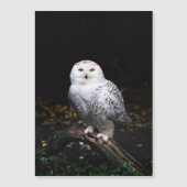 Majestic winter snowy owl (Front)