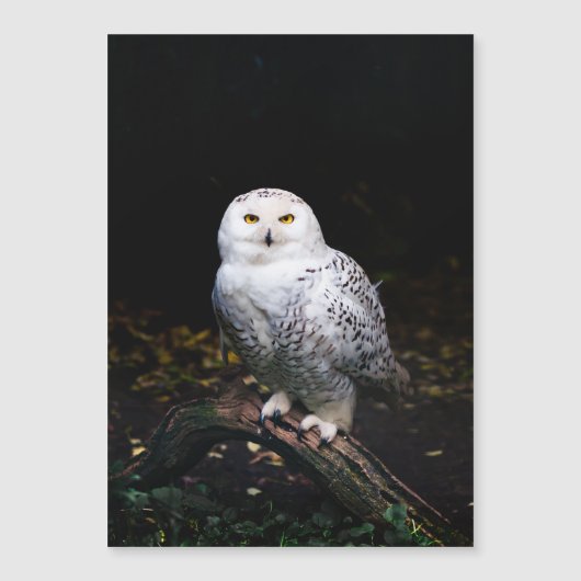 Majestic winter snowy owl (Front)