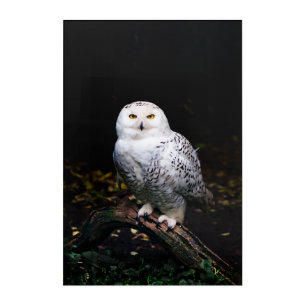 Majestic winter snowy owl acrylic print