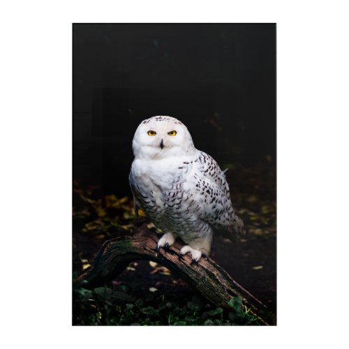 Majestic winter snowy owl acrylic print