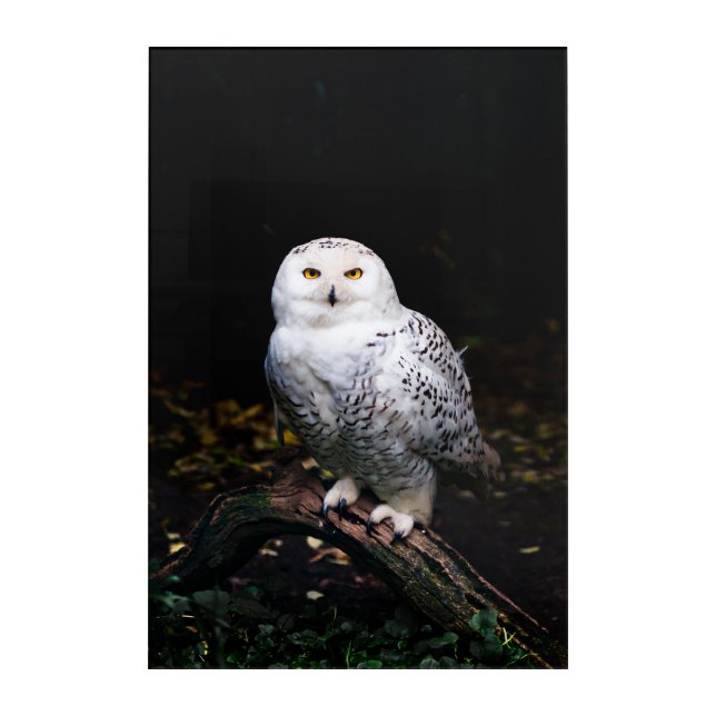 Majestic winter snowy owl acrylic print (Front)