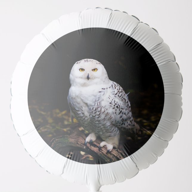 Majestic winter snowy owl balloon (Front)
