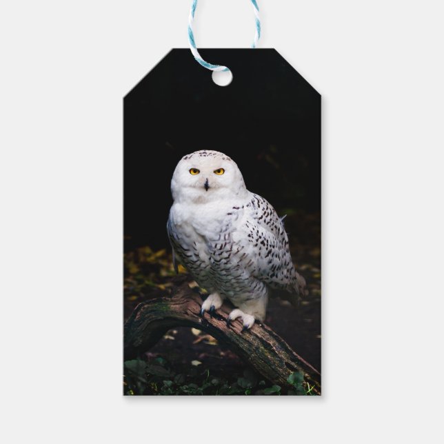 Majestic winter snowy owl gift tags (Front)