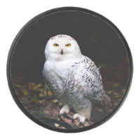 Majestic winter snowy owl