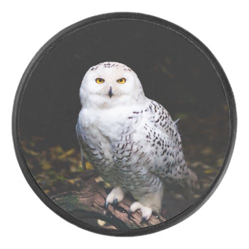 Majestic winter snowy owl hockey puck