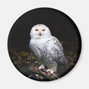 Majestic winter snowy owl magnet