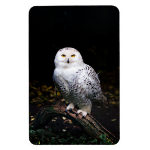 Majestic winter snowy owl magnet