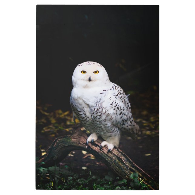 Majestic winter snowy owl metal print (Front)