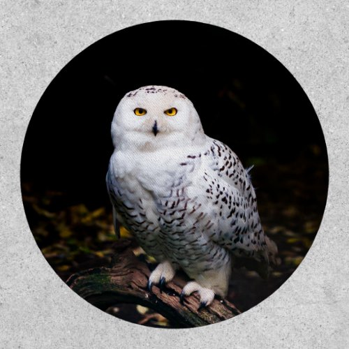 Majestic winter snowy owl patch