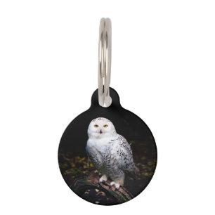 Majestic winter snowy owl pet ID tag