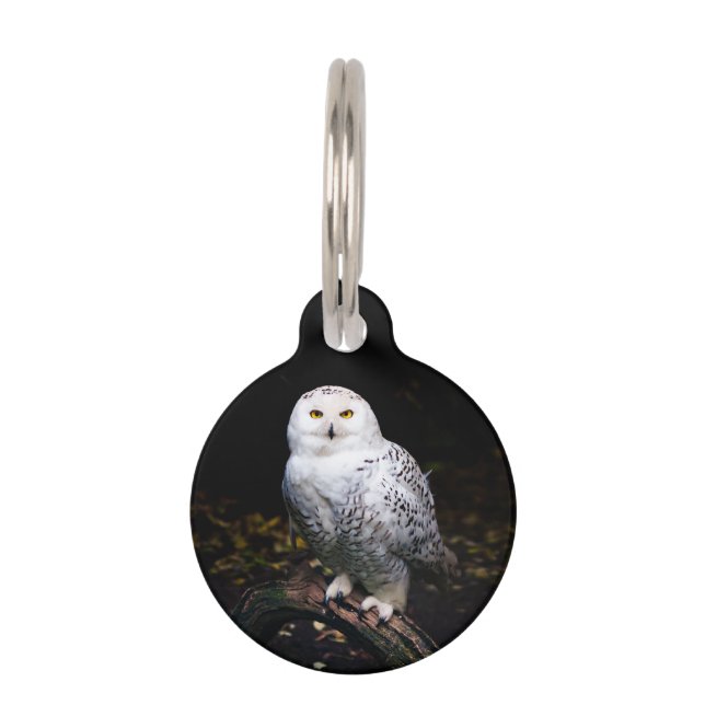 Majestic winter snowy owl pet ID tag (Front)