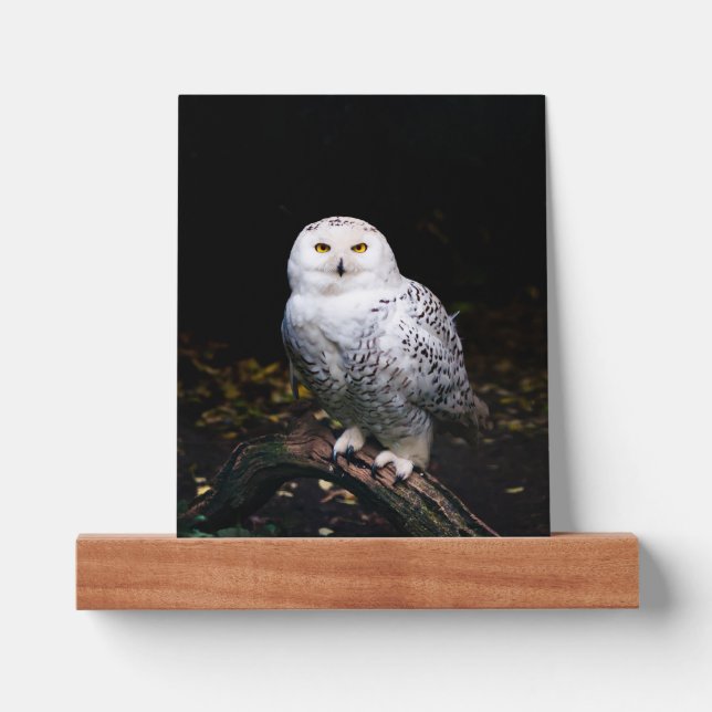 Majestic winter snowy owl picture ledge (Front)