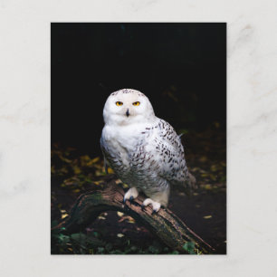 Majestic winter snowy owl postcard