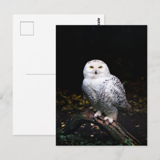 Majestic winter snowy owl postcard