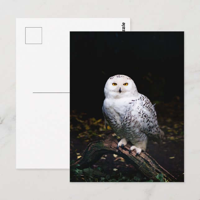 Majestic winter snowy owl postcard (Front/Back)