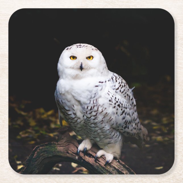 Majestic winter snowy owl square paper coaster (Front)