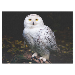 Majestic winter snowy owl tissue paper