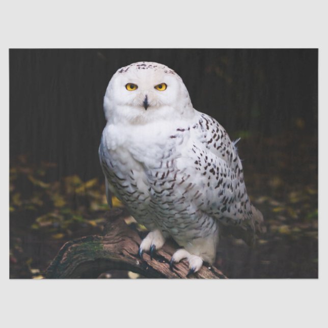 Majestic winter snowy owl tissue paper (Front)