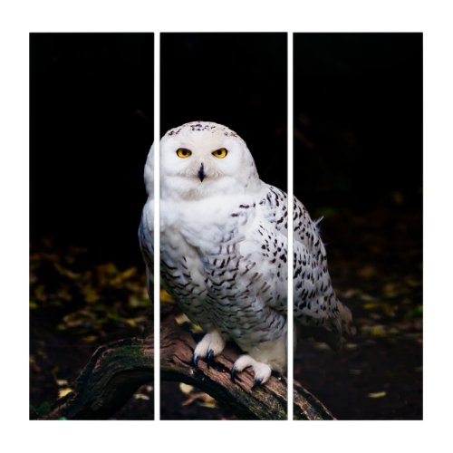 Majestic winter snowy owl triptych