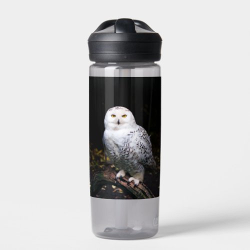 Majestic winter snowy owl water bottle