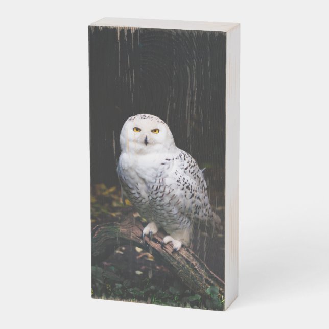 Majestic winter snowy owl wooden box sign (Angled Vertical)