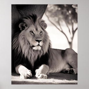 Majistic African Lion Black and White Poster