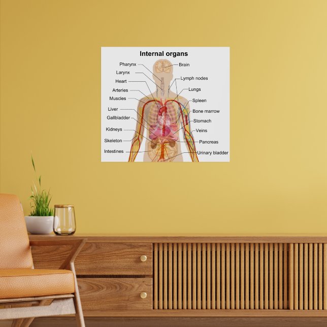 Internal Organs Body Chart.pdf Internal Organs Of The Body Chart