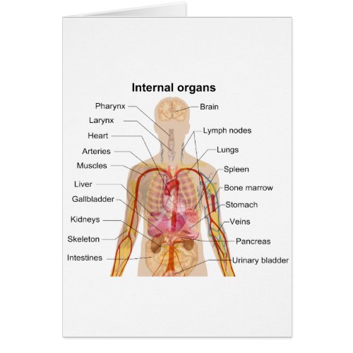 Major Internal Organs in the Human Body Chart