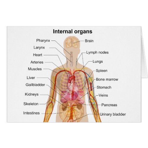 Major Internal Organs in the Human Body Chart