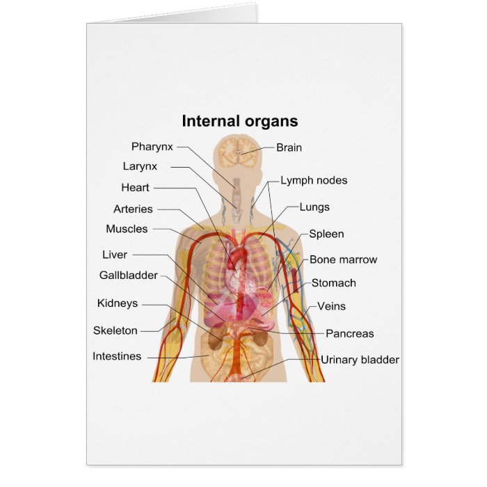 Major Internal Organs in the Human Body Chart Cards