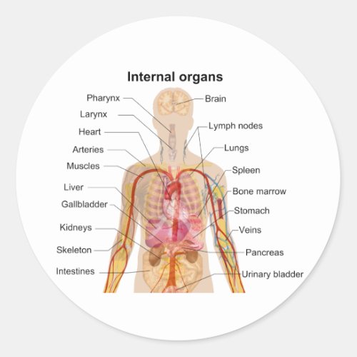 Major Internal Organs in the Human Body Chart Classic Round Sticker