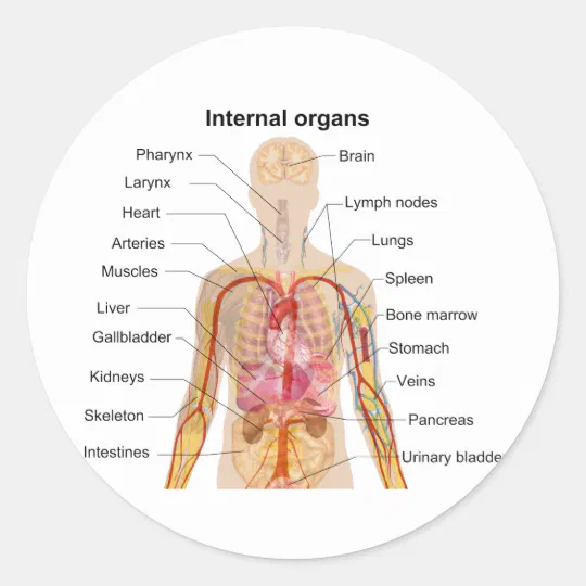 Major Internal Organs In The Human Body Chart Classic Round Sticker Zazzle Com