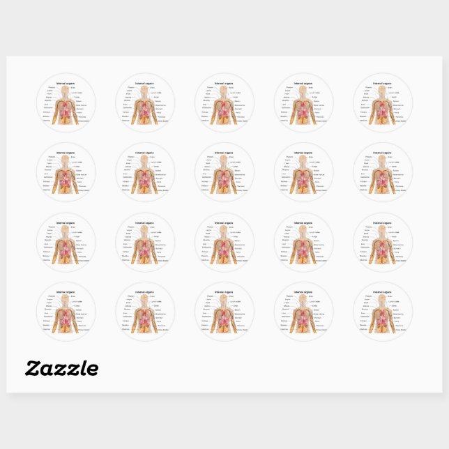 Major Internal Organs in the Human Body Chart Classic Round Sticker