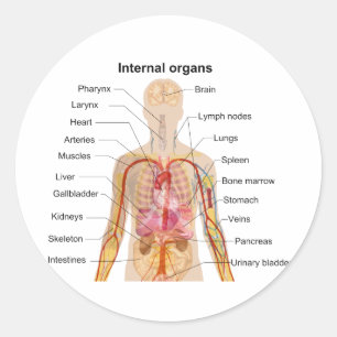 Major Internal Organs in the Human Body Chart Classic Round Sticker