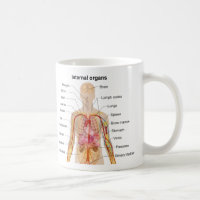 Major Internal Organs in the Human Body Chart