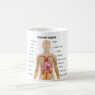 Major Internal Organs in the Human Body Chart Coffee Mug