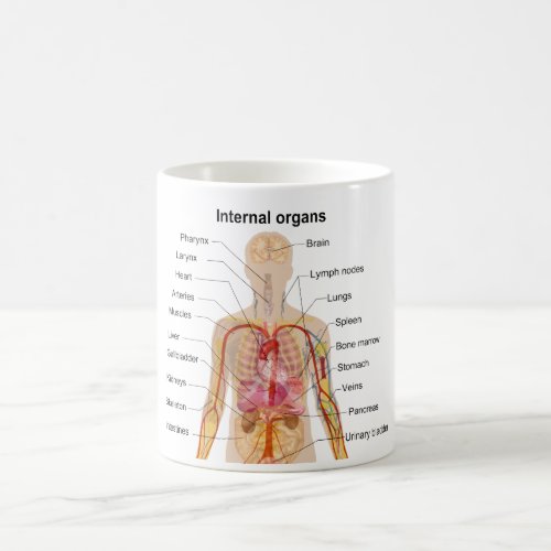 Major Internal Organs in the Human Body Chart Coffee Mug