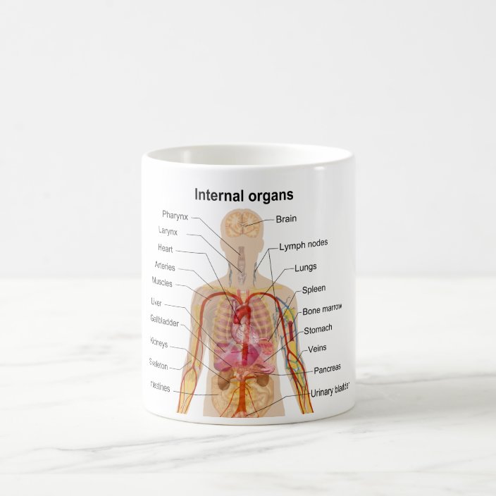 Major Internal Organs In The Human Body Chart Coffee Mug Zazzle Com