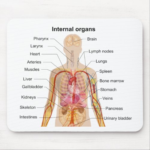 Major Internal Organs in the Human Body Chart Mouse Pad