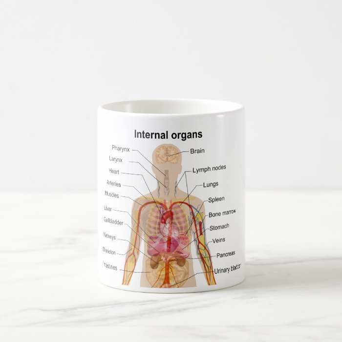 Major Internal Organs in the Human Body Chart Coffee Mugs