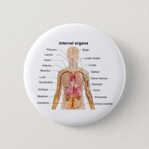 Major Internal Organs in the Human Body Chart Pinback Button