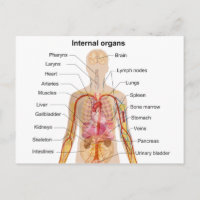 Major Internal Organs in the Human Body Chart
