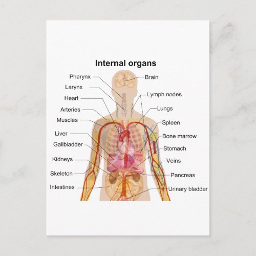 Major Internal Organs in the Human Body Chart Postcard