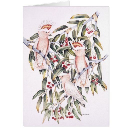 Major Mitchell Cockatoos (Front)