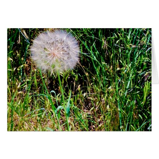 "Make a Wish" collection Cards (Front Horizontal)