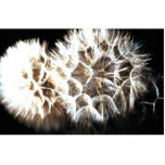 Make a Wish Statuette<br><div class="desc">Close up of dandelion</div>