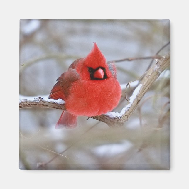 Make_Cardinal_Magnet Magnet (Front)