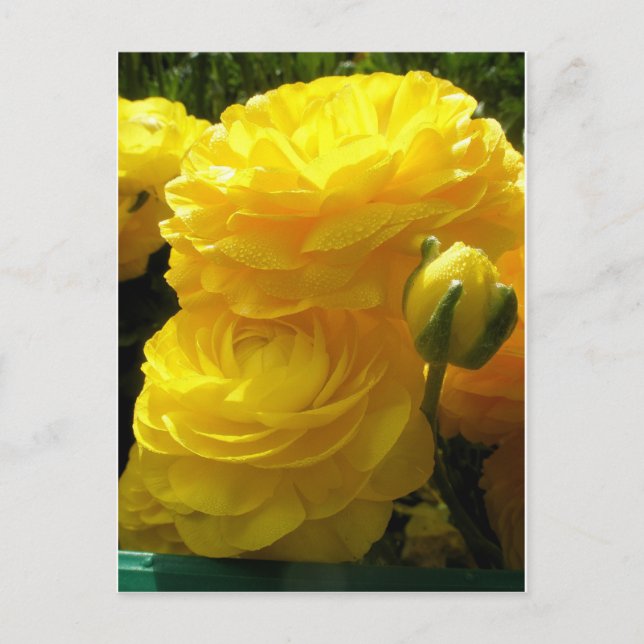 Make Mine Yellow Postcard (Front)