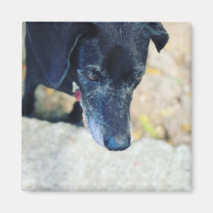 Make your own pet magnets