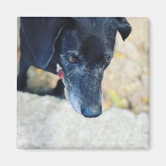 Make your own pet magnets (Front)